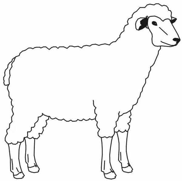 Баран рисунок
