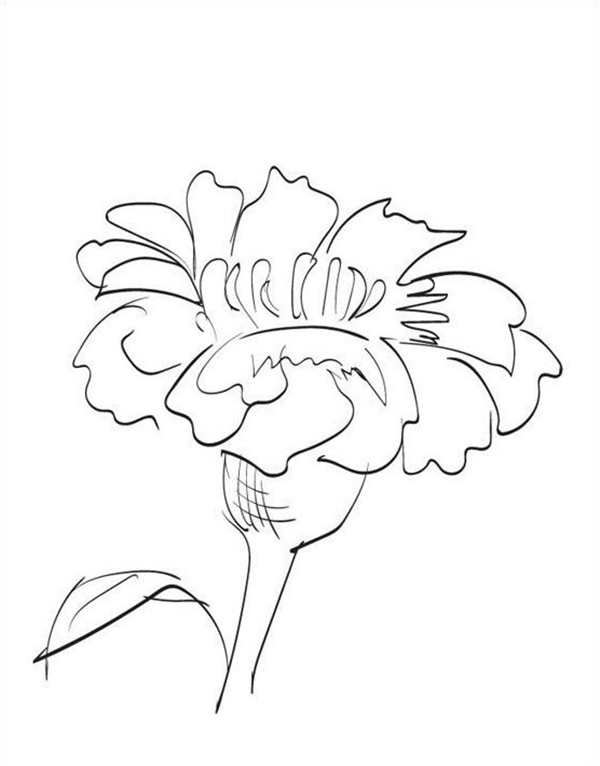 Marigold ноготки раскраска