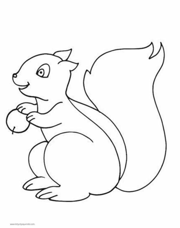 Белка с шишкой раскраска