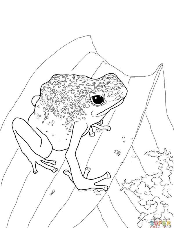 Лягушка раскраска