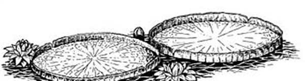 Кувшинка белая водяная Лилия рисунок