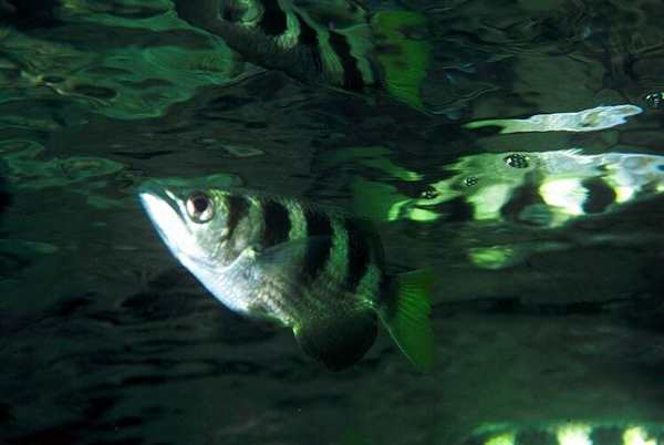 Морские рыбы раскраска