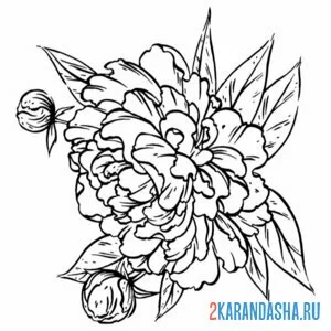 Скетчи цветов