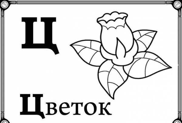 Буква ц