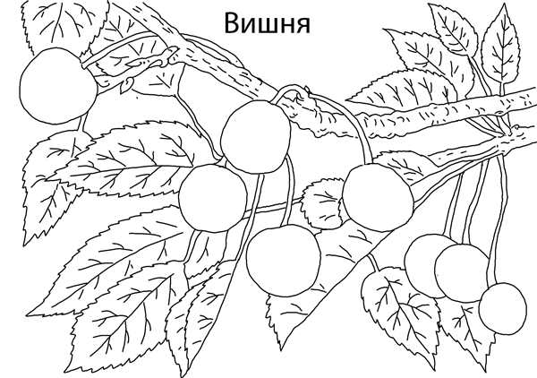 Вишня раскраска для малышей
