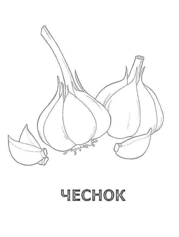 Чеснок раскраска