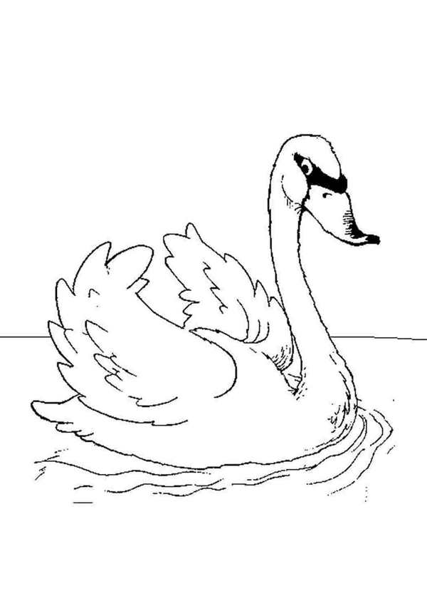 Лебедь рисунок