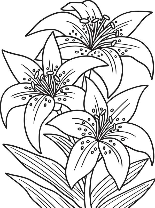 Лилия саранка рисунок