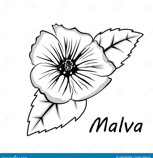 Мальва раскраска