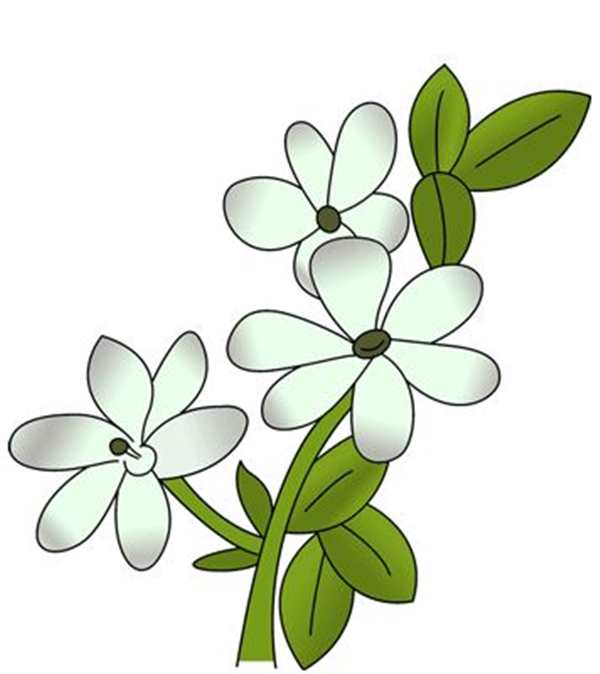 Цветы для рисования