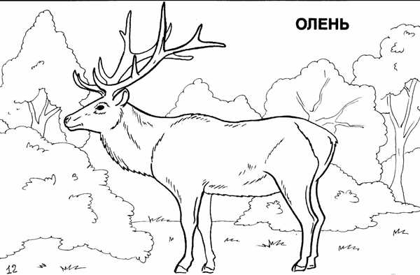 Раскраска Дикие Животныеuyn