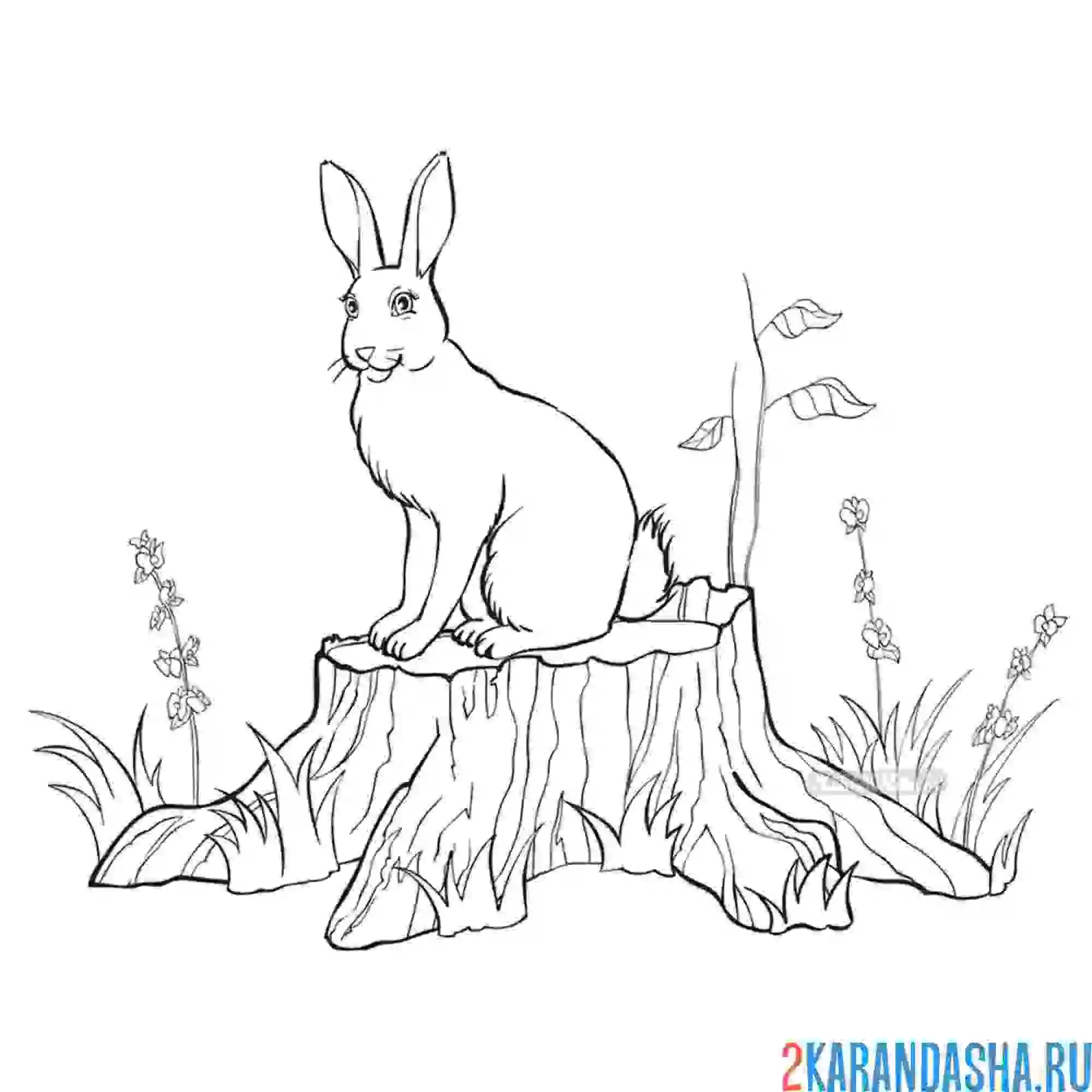 Сибирская кошка раскраска