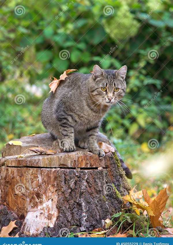 {Раскраска Дикие кошки}