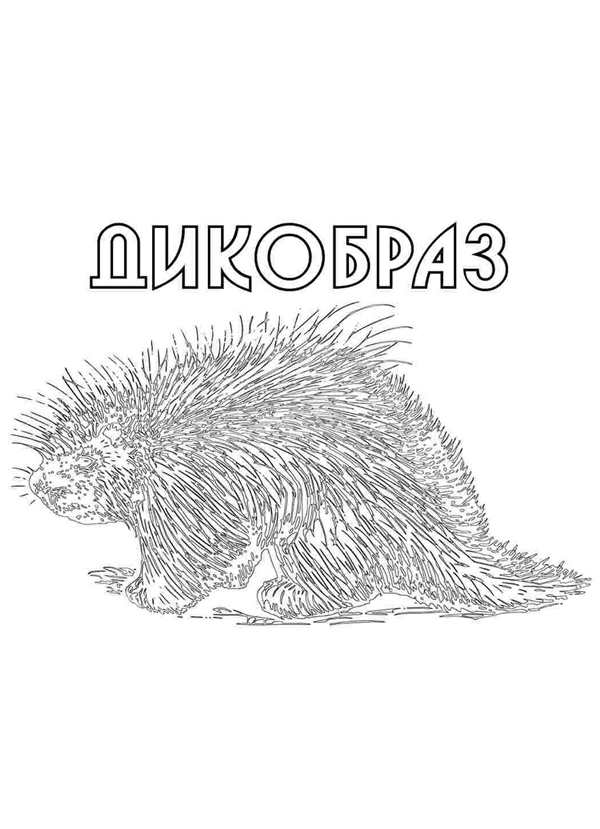 Дикобраз раскраска для детей