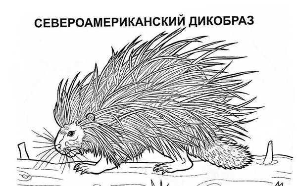 Дикобраз рисование для детей