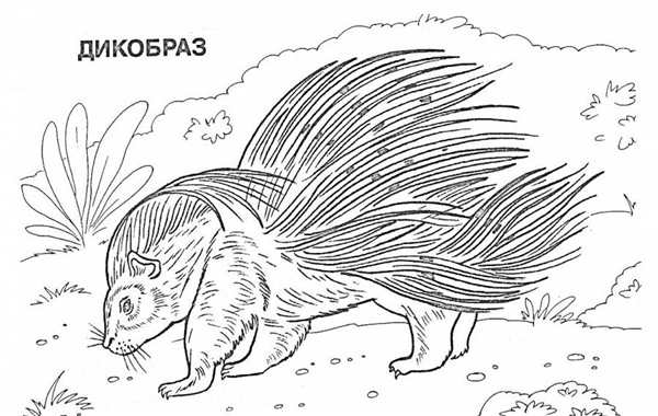 Дикобраз карандашом для детей