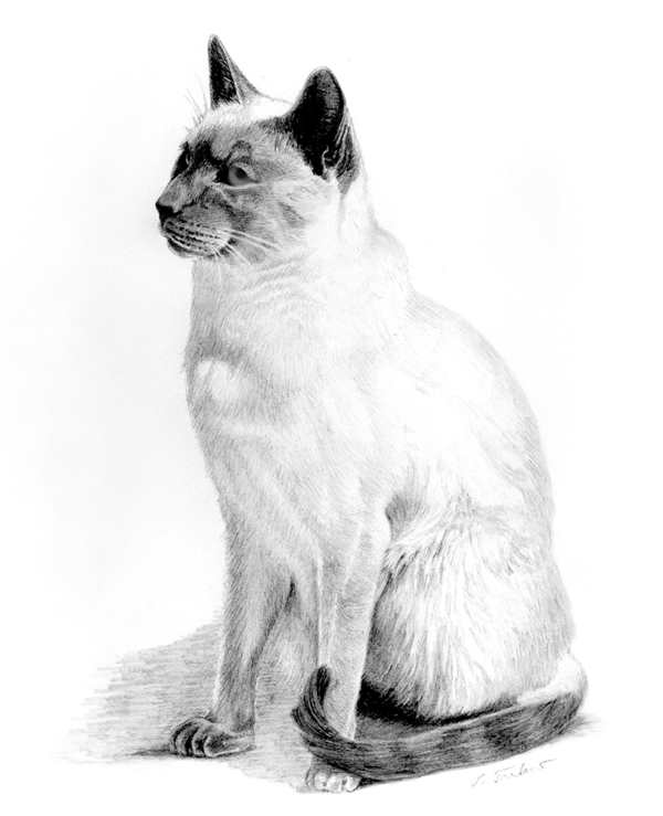 Раскраска сиамский котенок