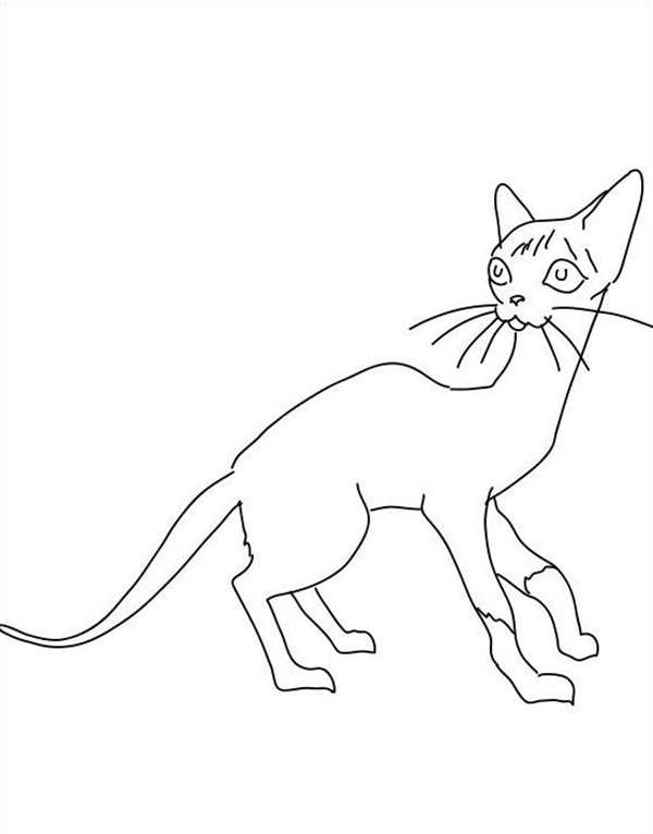 Раскраска сиамский котенок