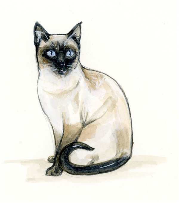 Кот черно белый рисунок
