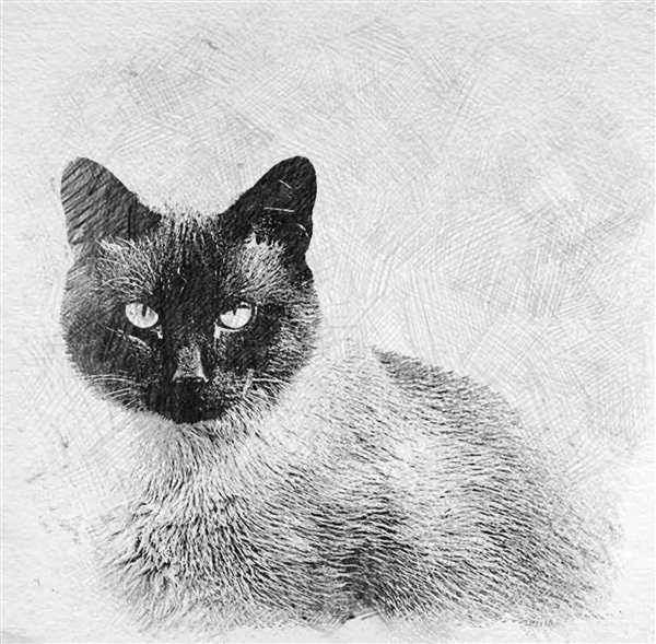 Раскраска для Души Сиамский Кот