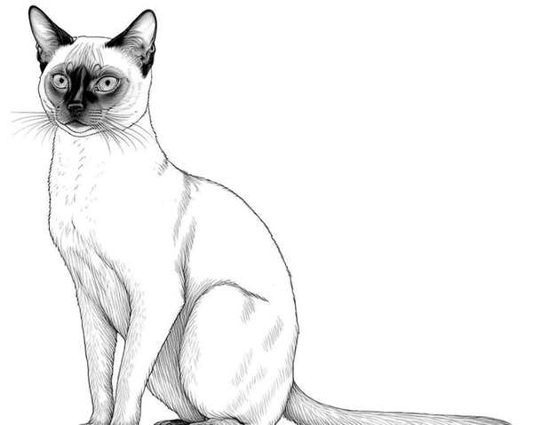 Кошка рисунок