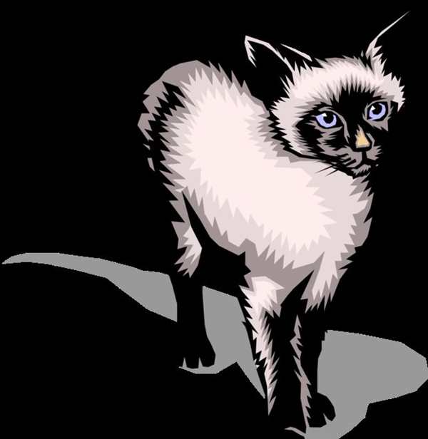 Белый сиамский кот