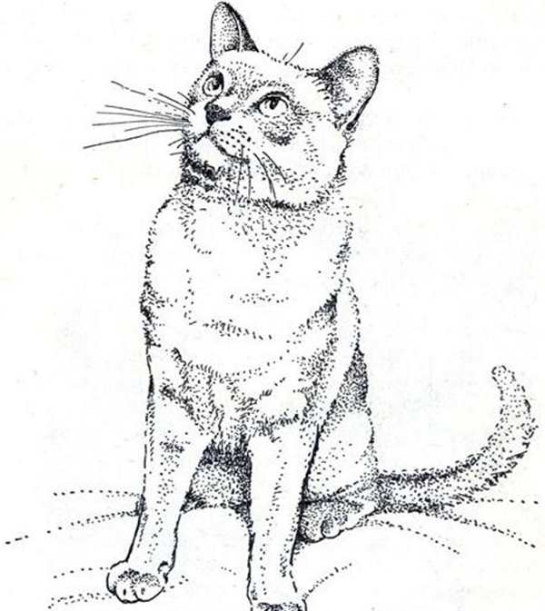 Сиамская кошка