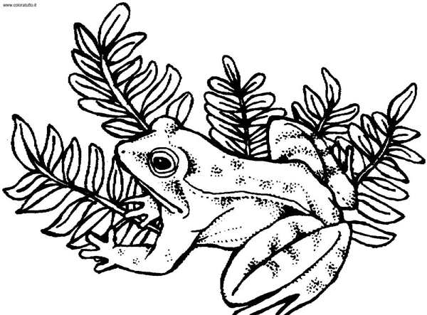 Лягушка рисунок карандашом