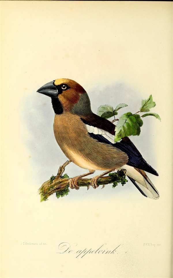 Hawfinch