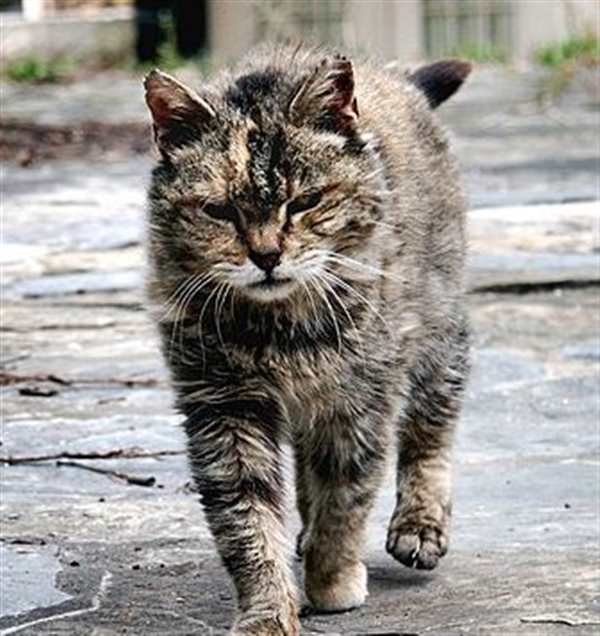 Котенок. Раскраска
