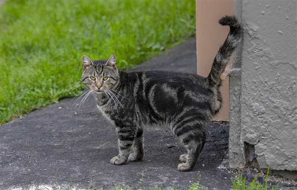 Раскраска дворовые коты