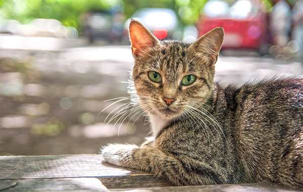 Раскраска дворовые коты