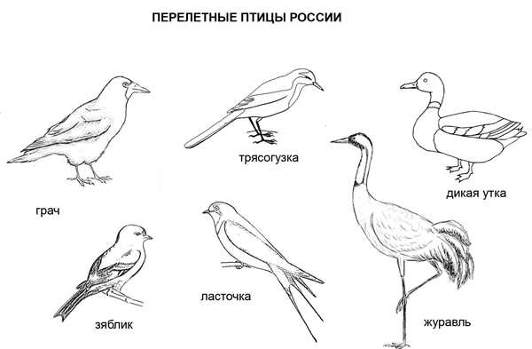 Птицы. Энциклопедия