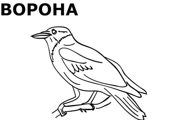Птицы задания