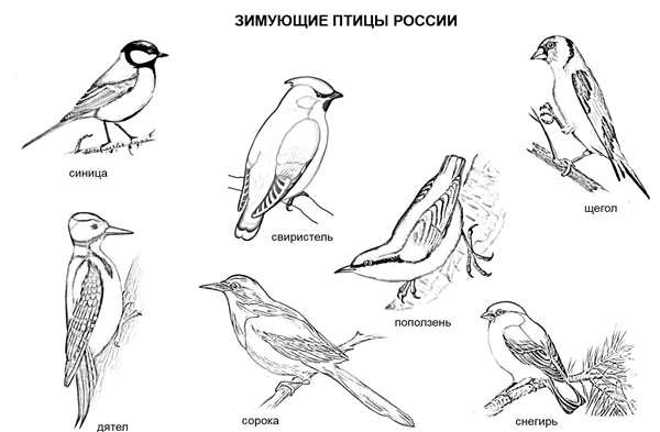 Раскраска Энциклопедия птиц Веселье и Знания в Одной Книге
