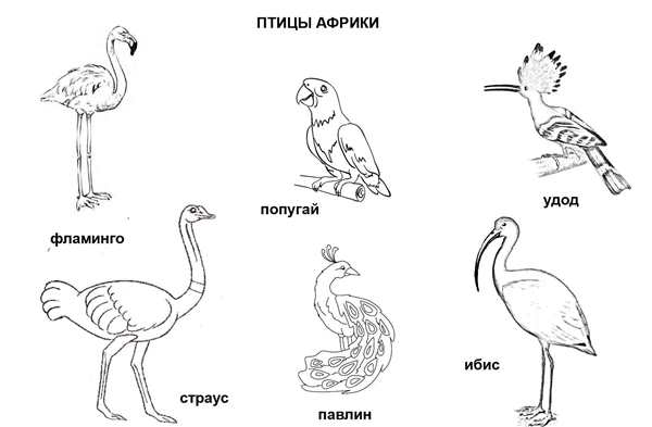 Раскраска Энциклопедия птиц Веселье и Знания в Одной Книге