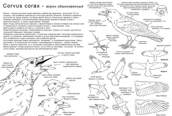 Раскраска Энциклопедия птиц Веселье и Знания в Одной Книге