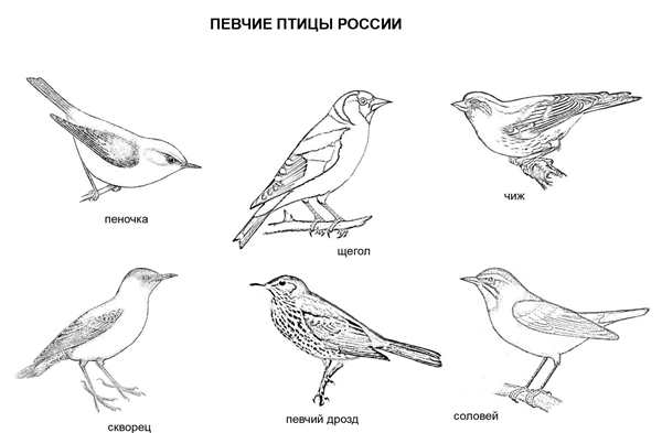 Раскраска Энциклопедия птиц Веселье и Знания в Одной Книге