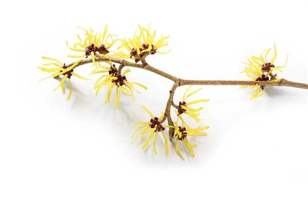 Hamamelis SP рисунок