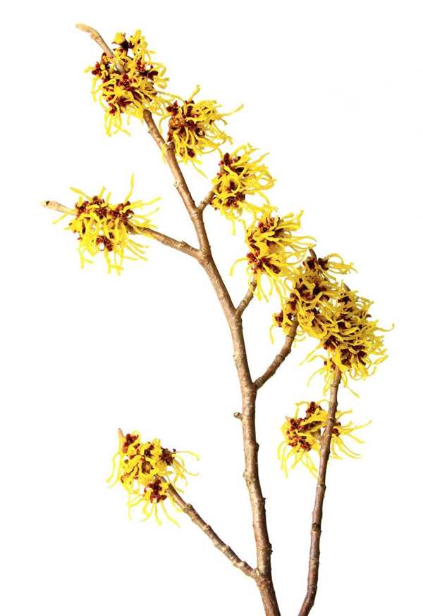 Witch Hazel