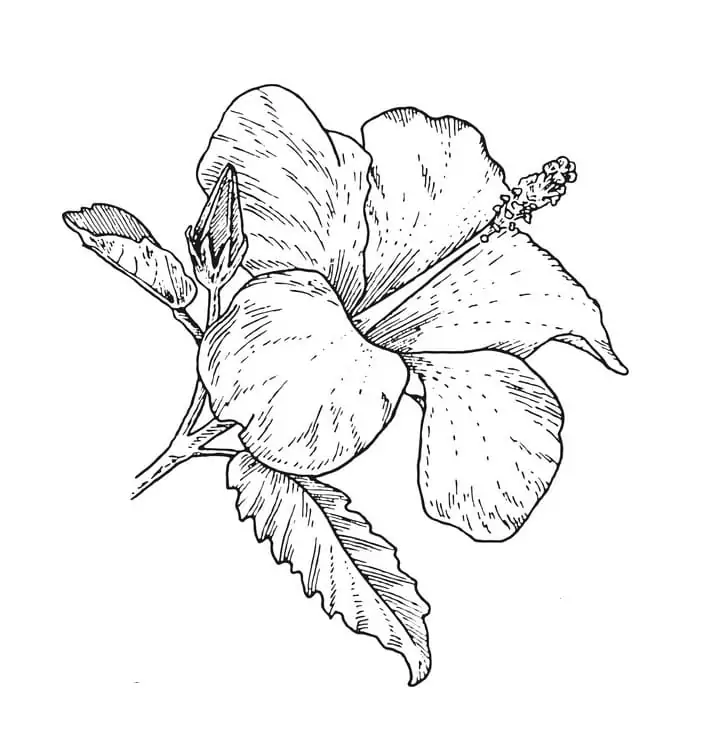 Гибискус рисунок