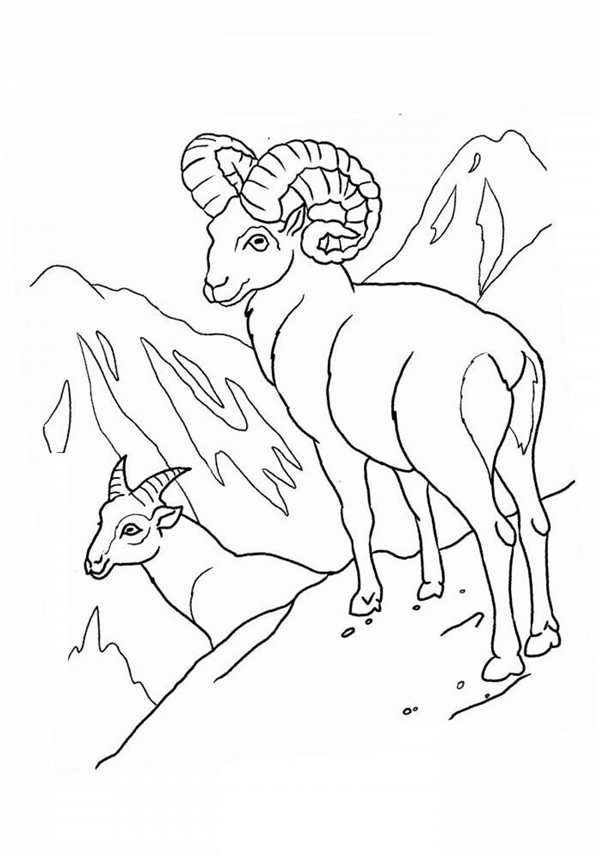 Горный баран рисунок