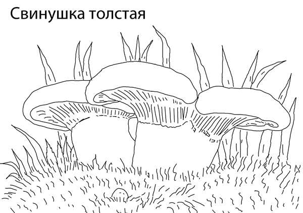 Волнушка гриб рисунок