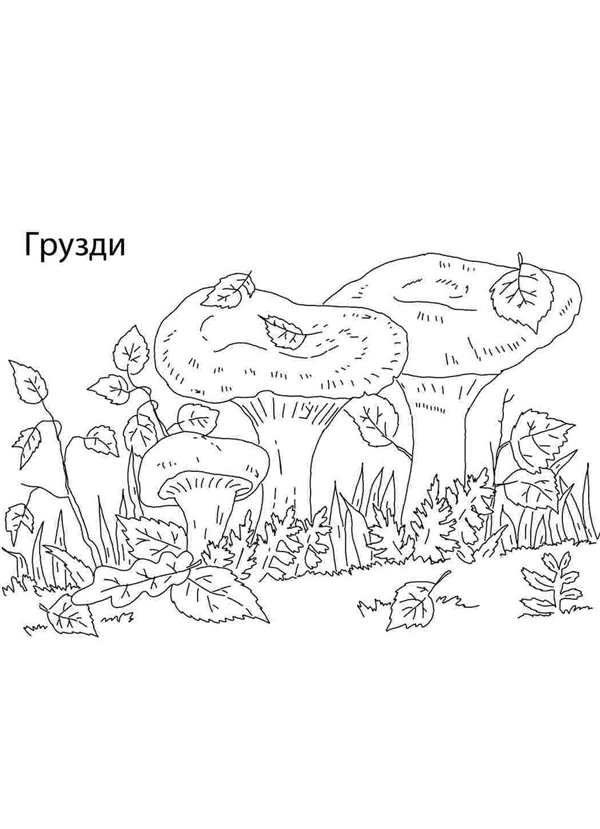 Гриб груздь раскраска