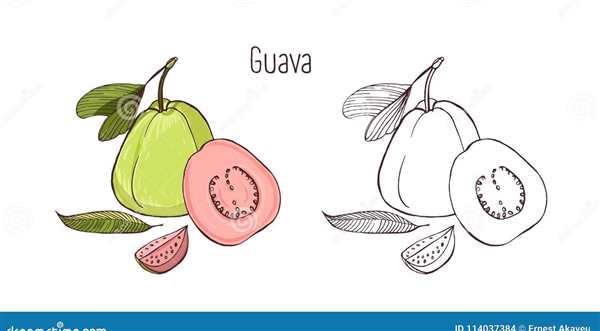 Слива раскраска