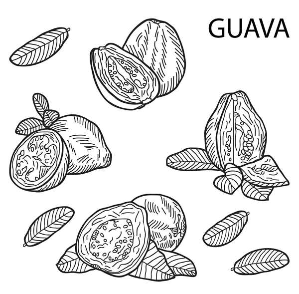Гуава раскраска