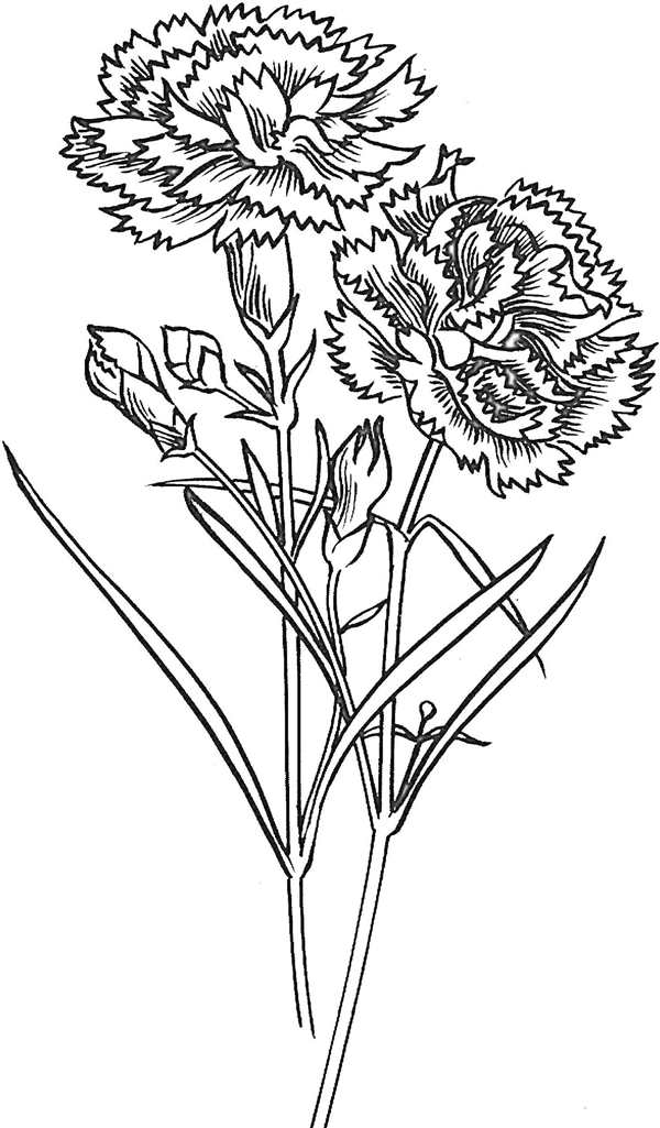Гвоздики рисунок