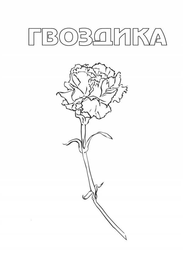 Гвоздики рисунок