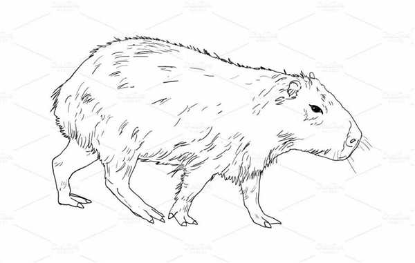 Раскраска кофибара