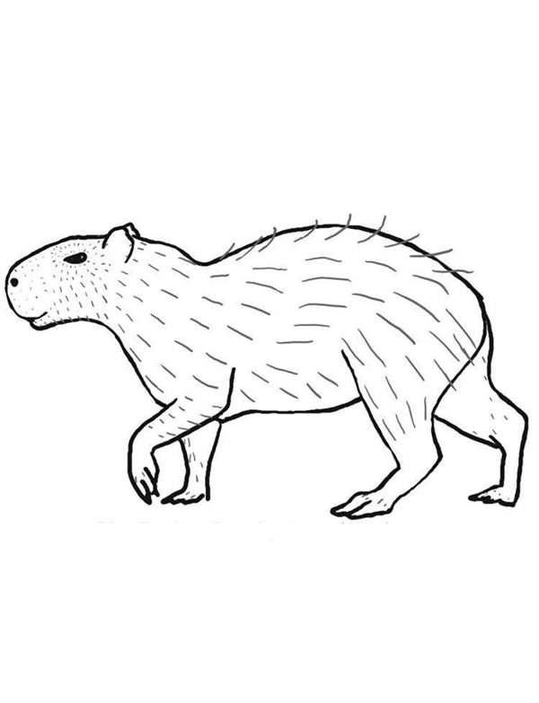 Капибара рисунок